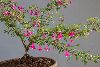 <em>Fuchsia thymifolia</em>